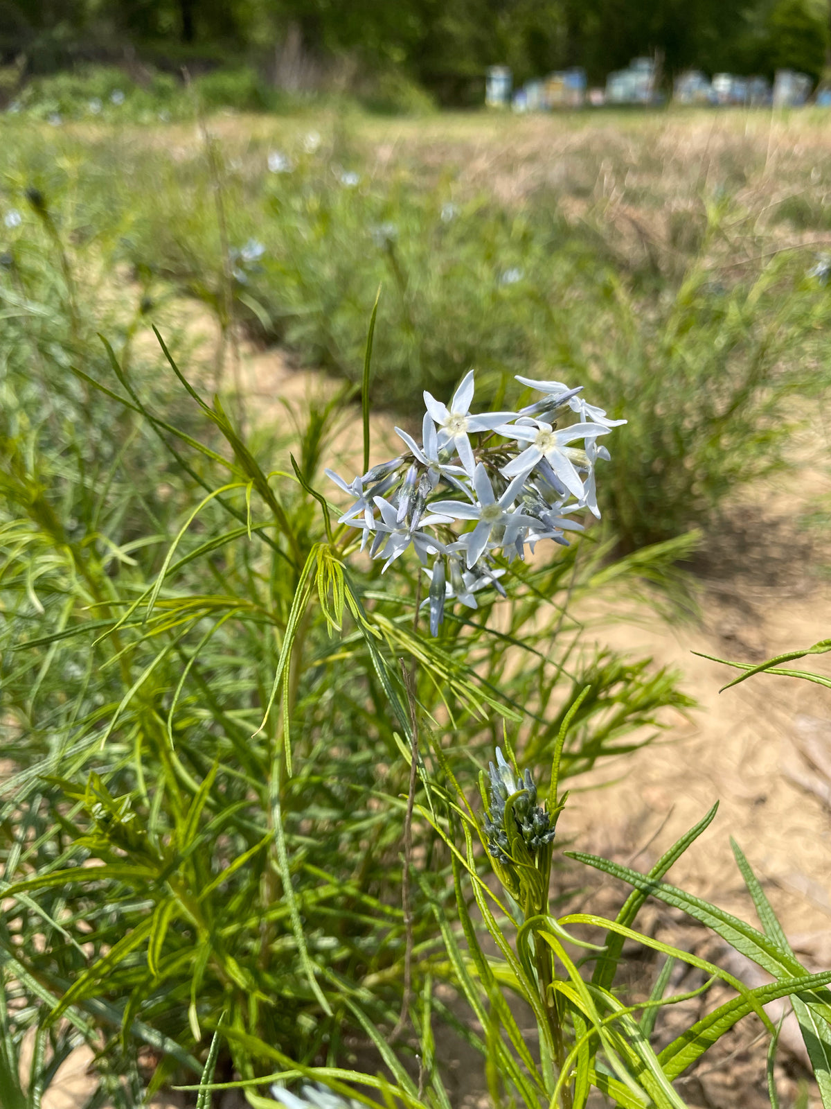Amsonia hubrichtii (Hubricht's Amsonia)