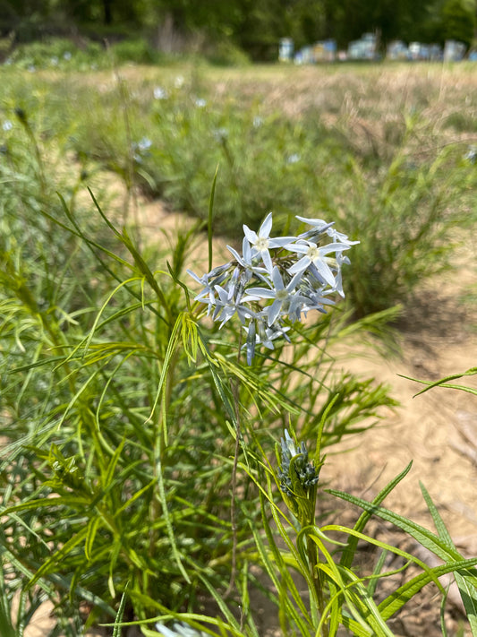 Amsonia hubrichtii (Hubricht's Amsonia)