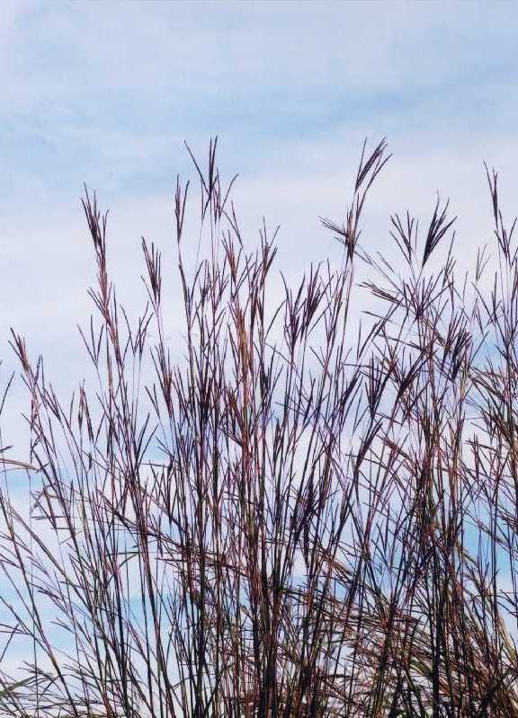 Andropogon gerardii (Big Bluestem)