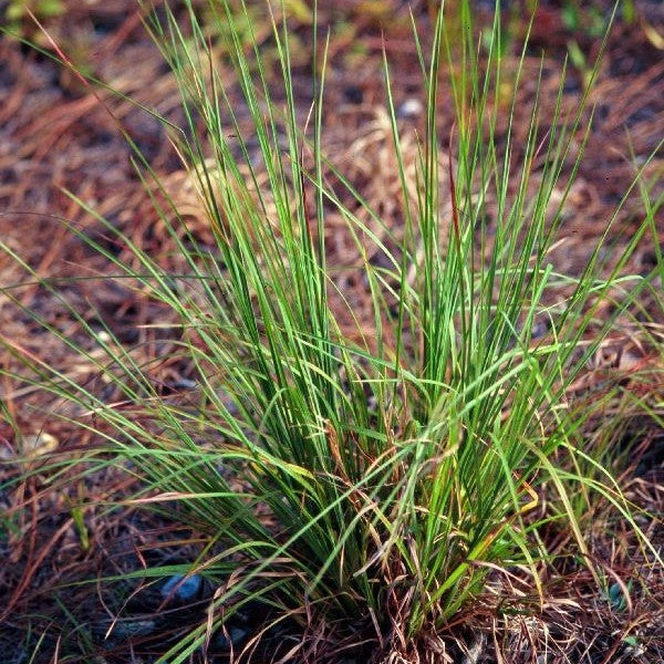 Andropogon virginicus (Broomsedge)