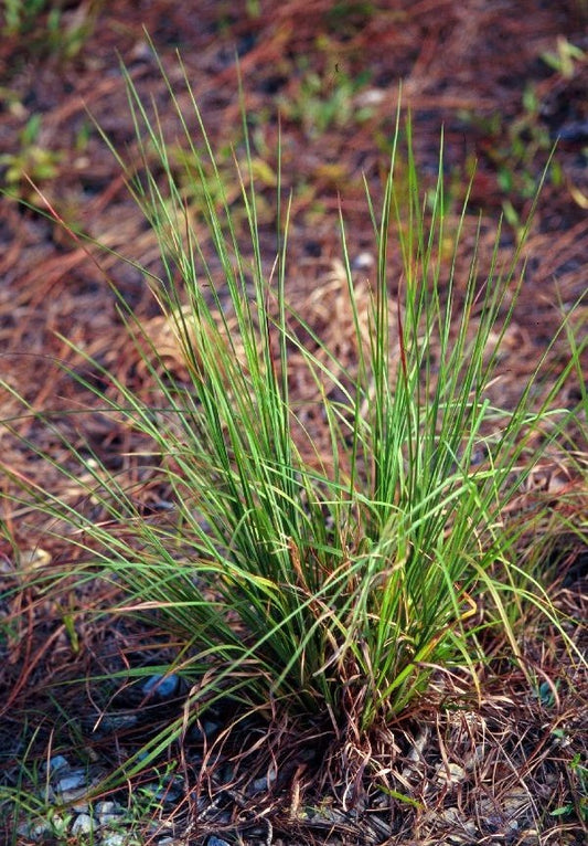 Andropogon virginicus (Broomsedge)