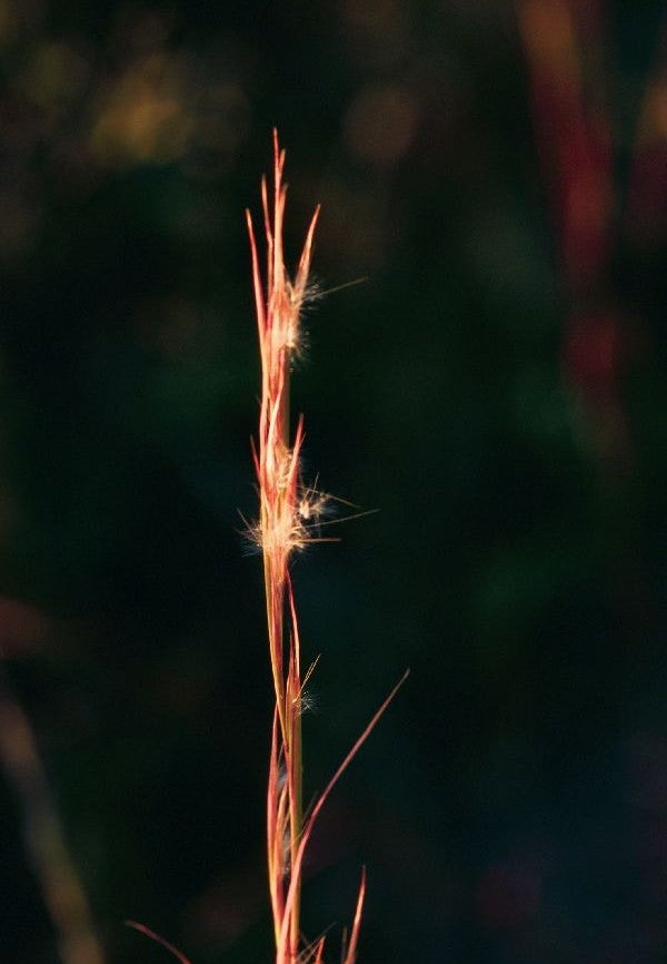 Andropogon virginicus (Broomsedge)