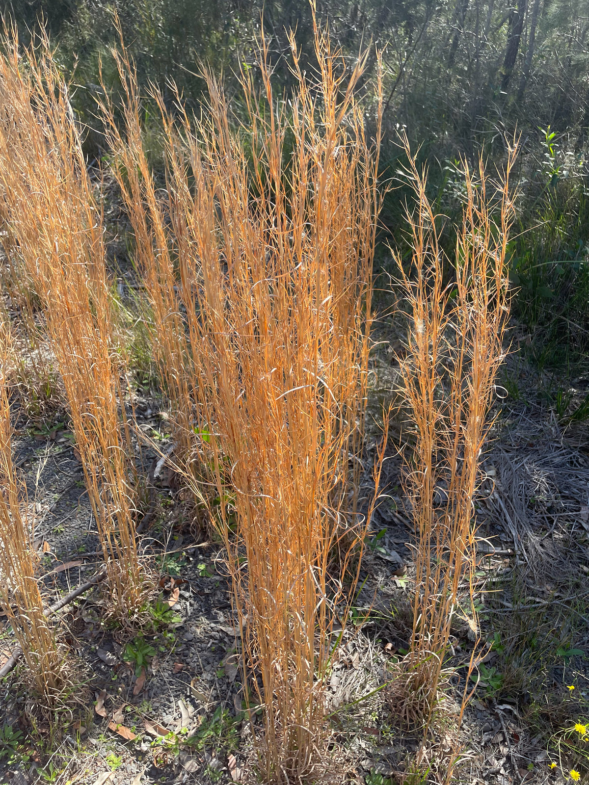 Andropogon virginicus (Broomsedge)