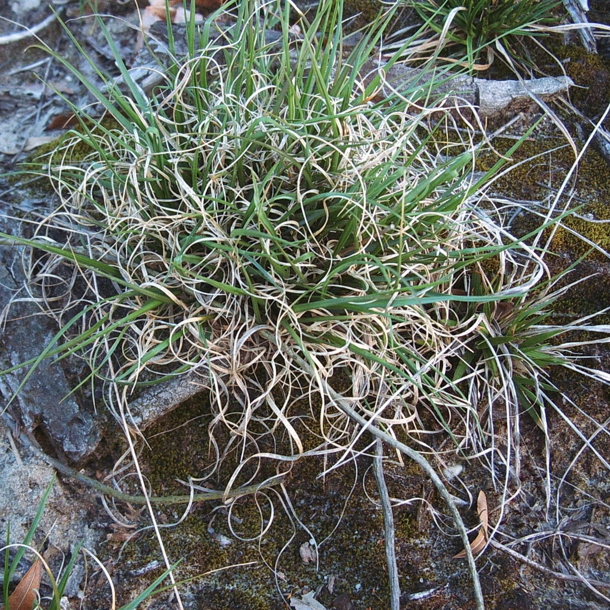 Danthonia spicata (Poverty Grass)