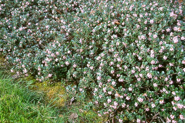 Arcostaphylos uva-ursi (Bearberry)
