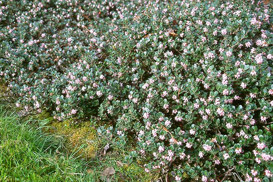 Arcostaphylos uva-ursi (Bearberry)