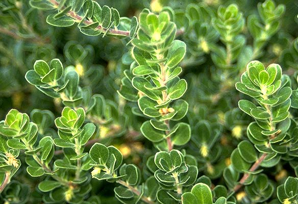 Arcostaphylos uva-ursi (Bearberry)