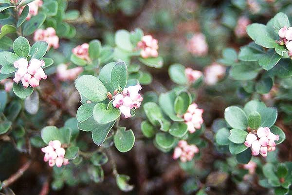 Arcostaphylos uva-ursi (Bearberry)