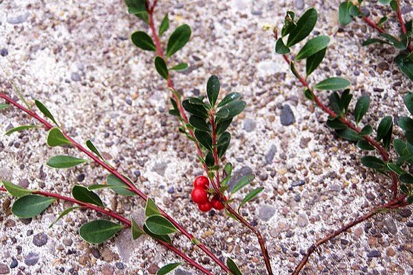 Arcostaphylos uva-ursi (Bearberry)