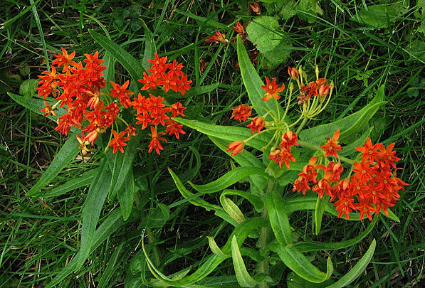 Asclepias tuberosa (Butterflyweed)