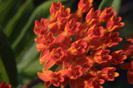 Asclepias tuberosa (Butterflyweed)