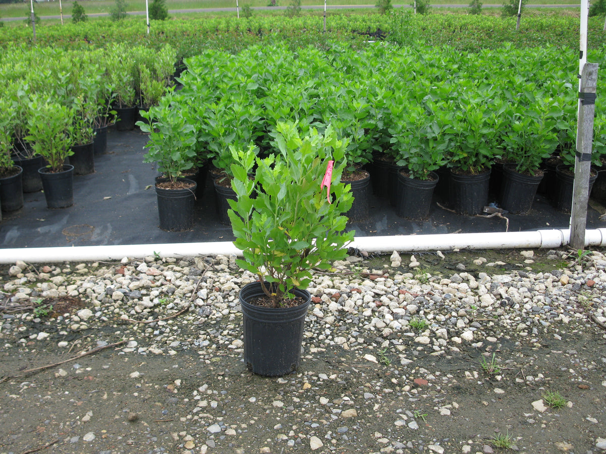 Baccharis halimifolia (Groundseltree)