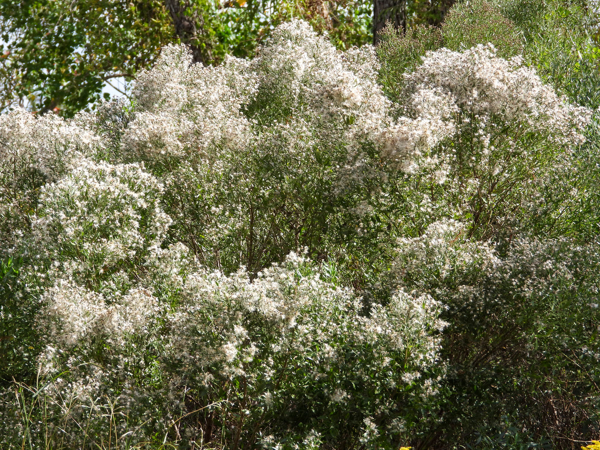 Baccharis halimifolia (Groundseltree)