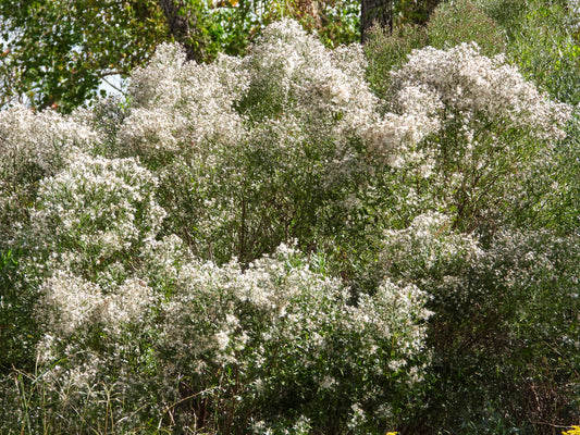 Baccharis halimifolia (Groundseltree)