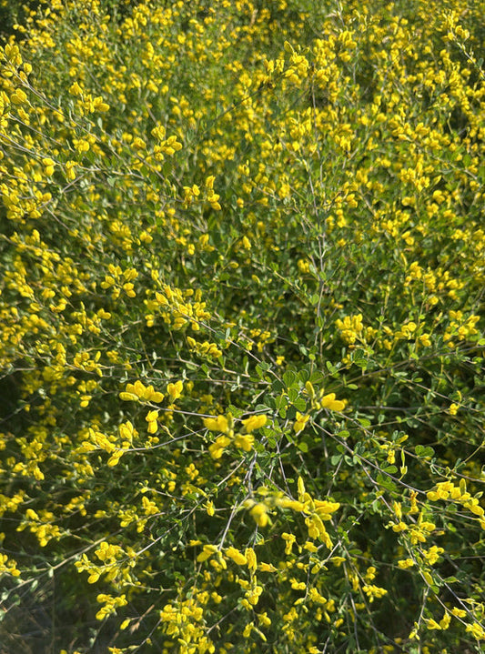 Baptisia tinctoria (Yellow Wild Indigo)