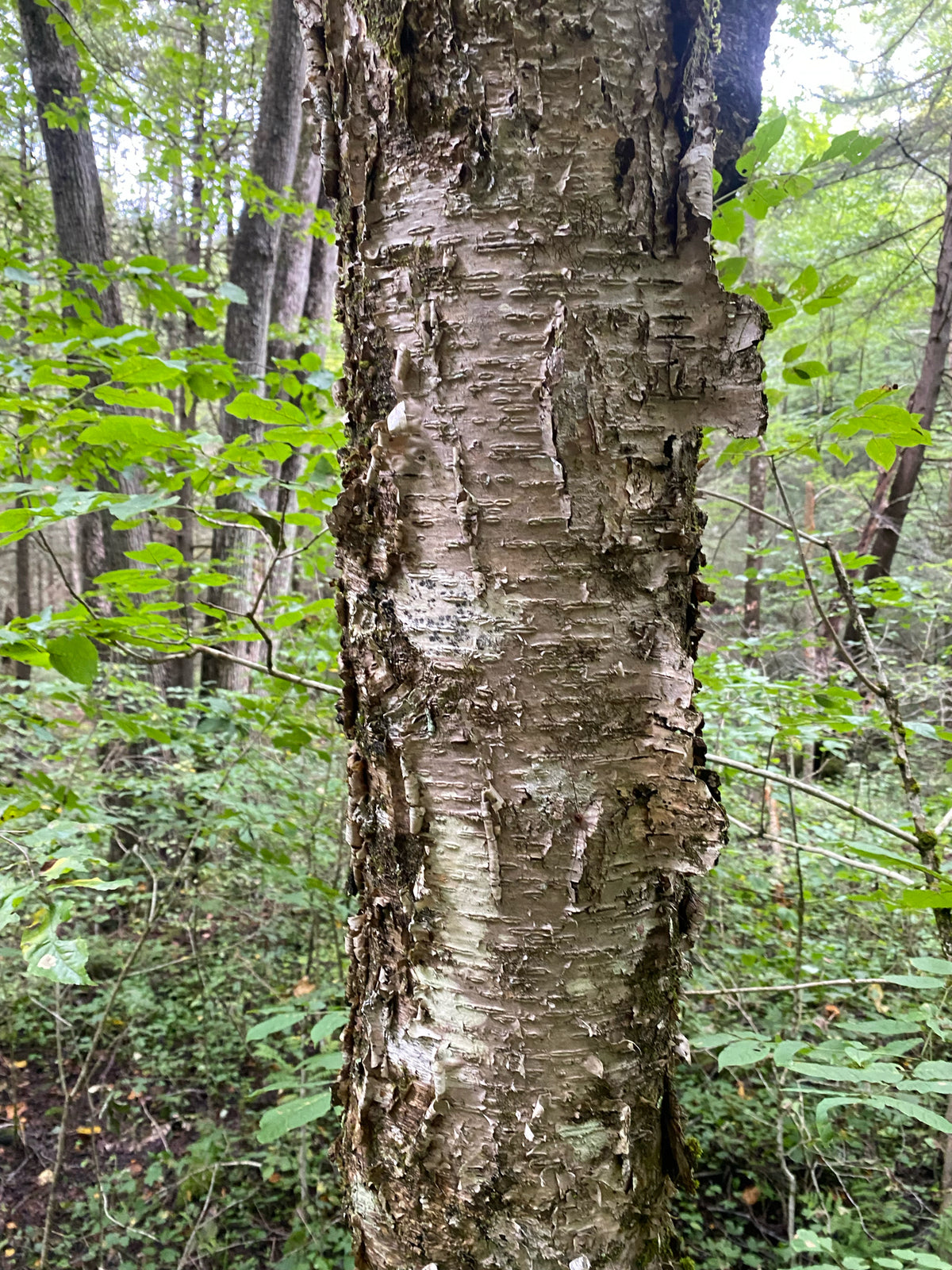 Betula alleghaniensis (Yellow Birch)