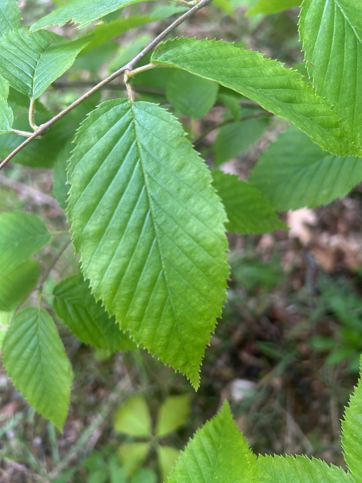Betula alleghaniensis (Yellow Birch)