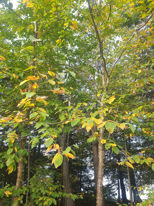 Betula alleghaniensis (Yellow Birch)