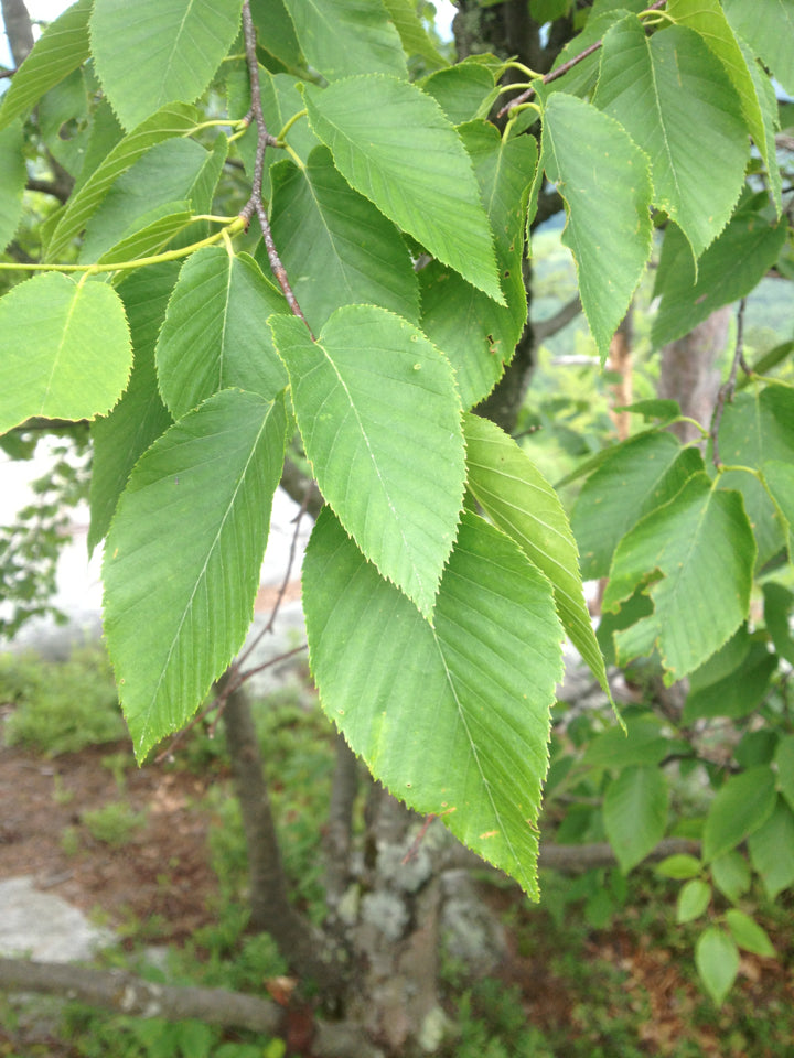 Betula lenta (Sweet Birch)