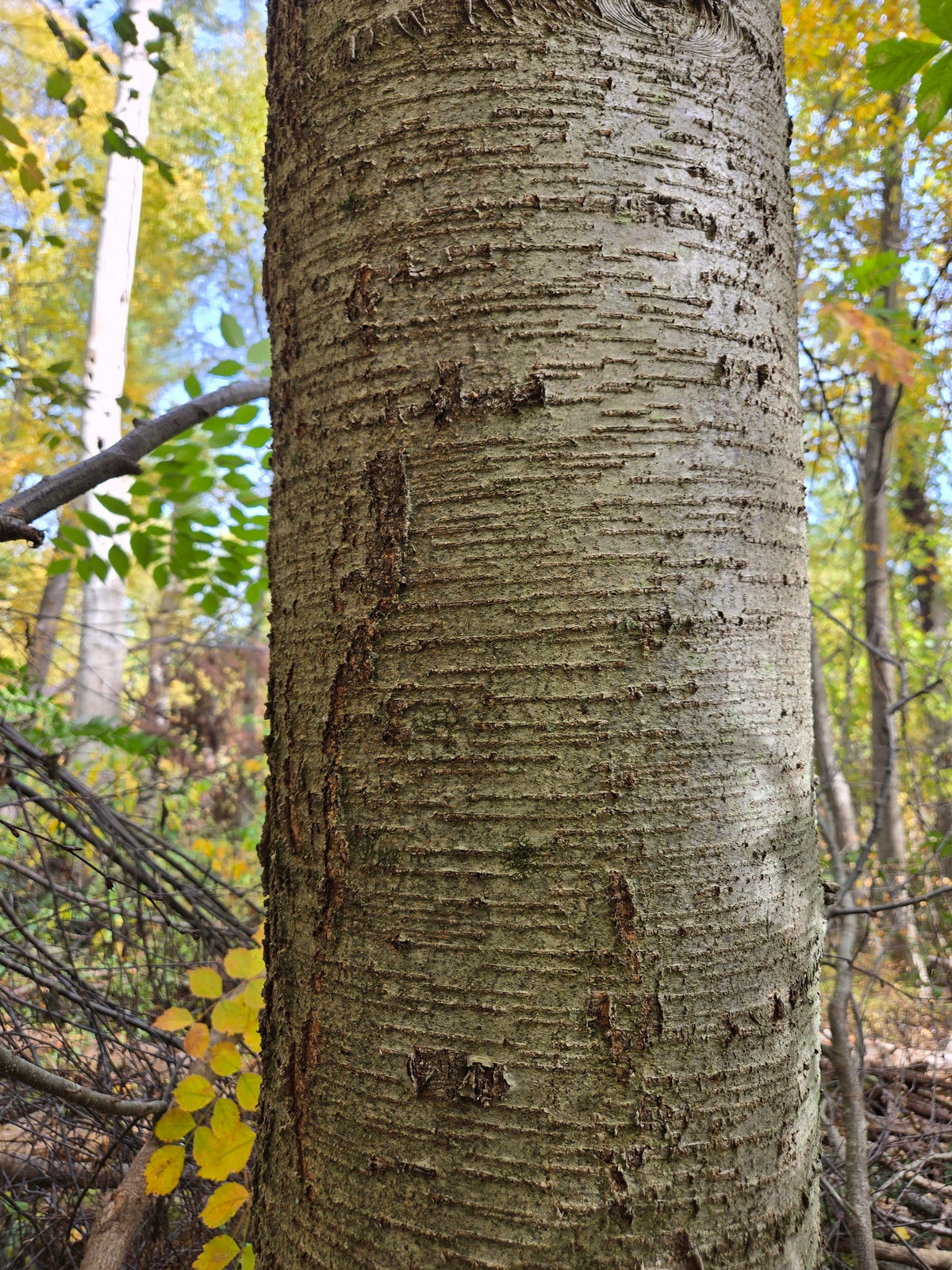 Betula lenta (Sweet Birch)
