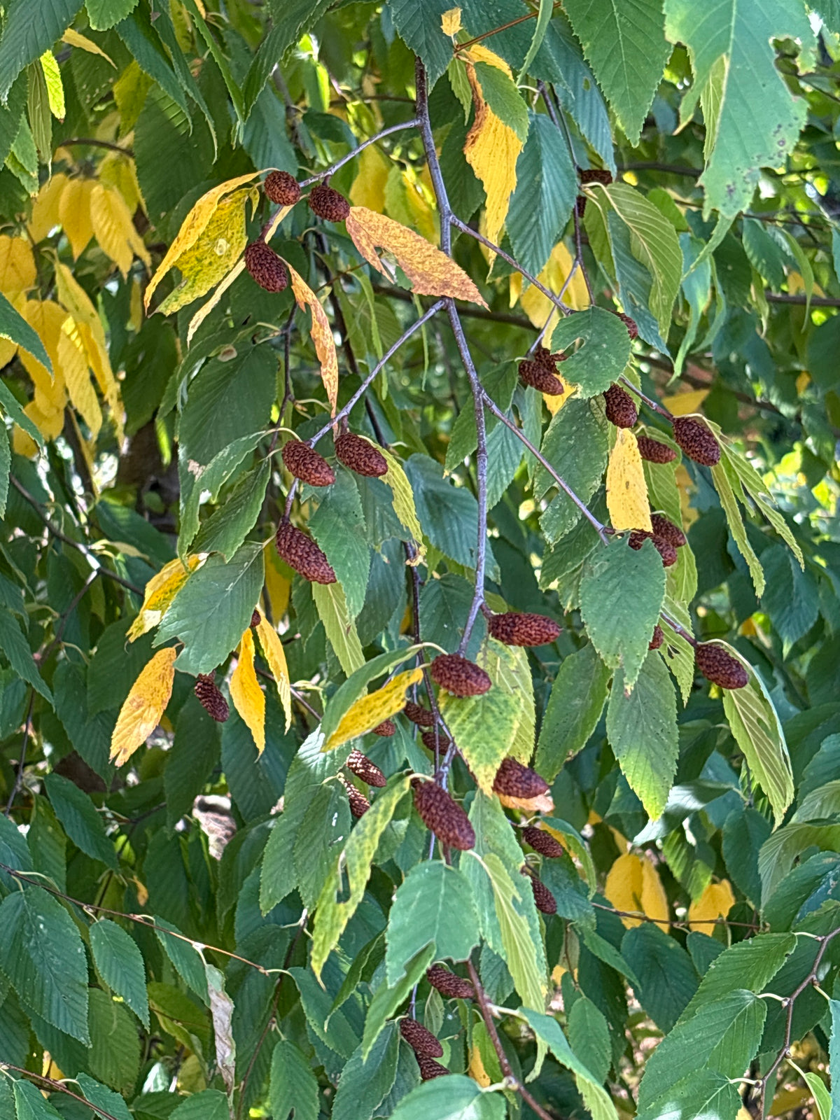 Betula lenta (Sweet Birch)