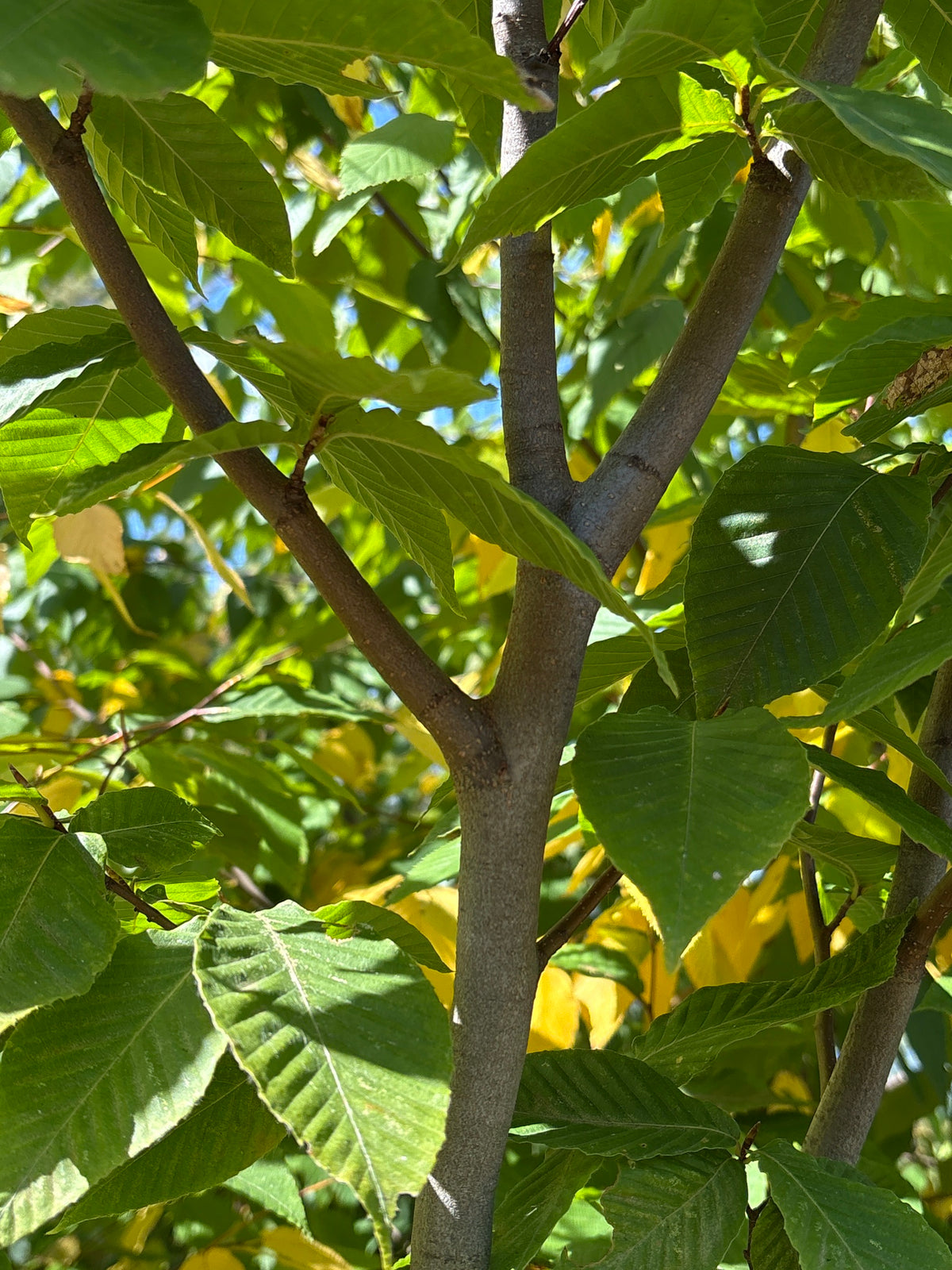 Betula lenta (Sweet Birch)