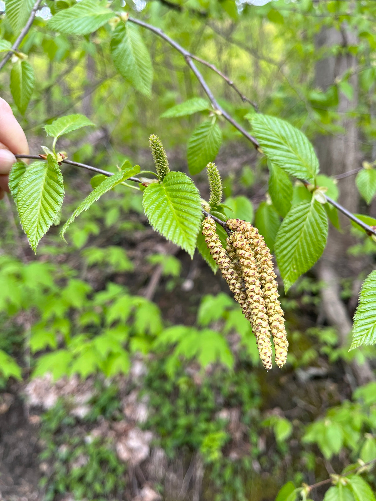 Betula lenta (Sweet Birch)