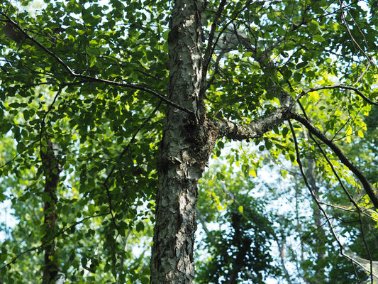Betula nigra (River Birch)