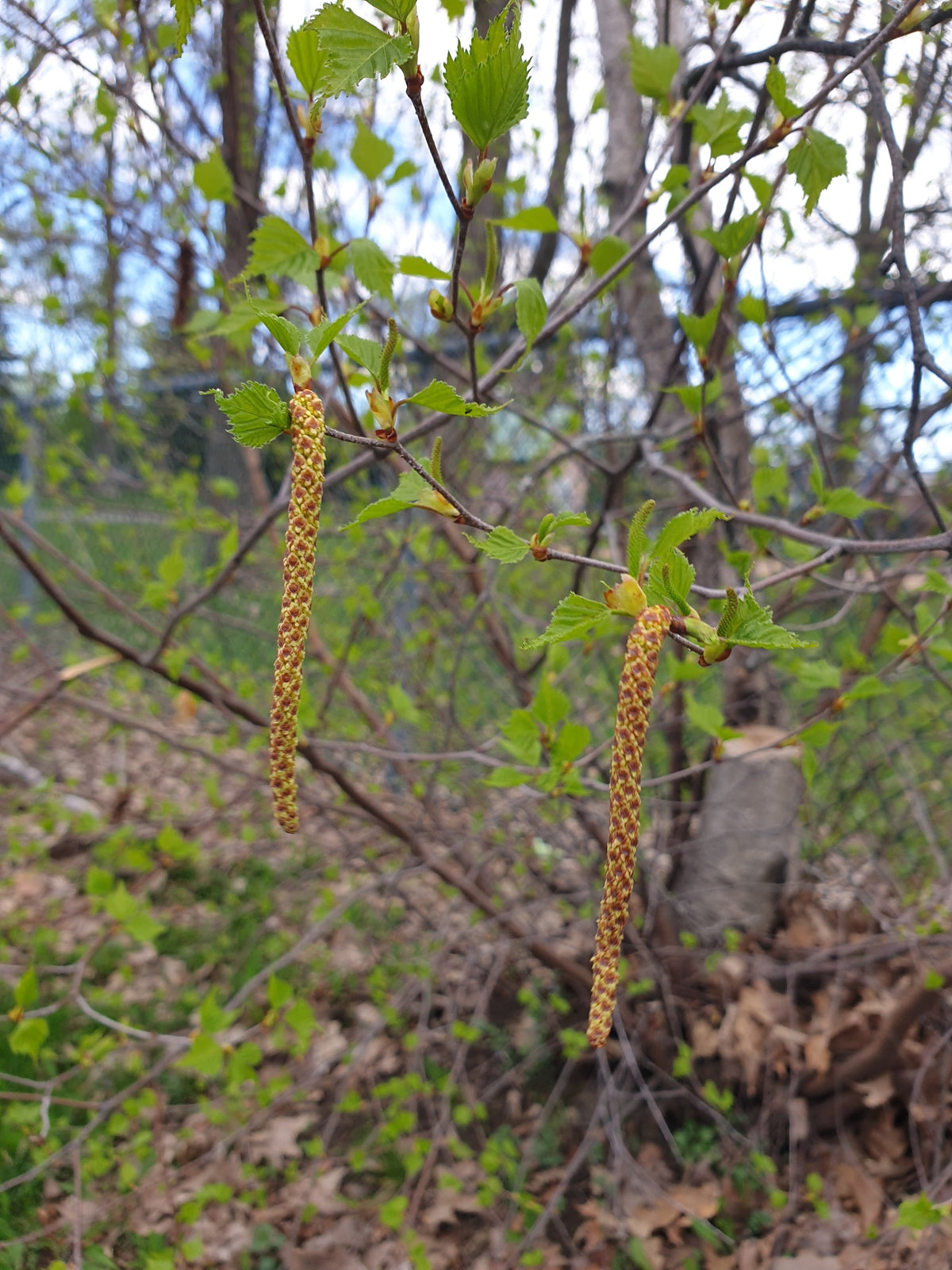 Betula populifolia (Gray Birch)