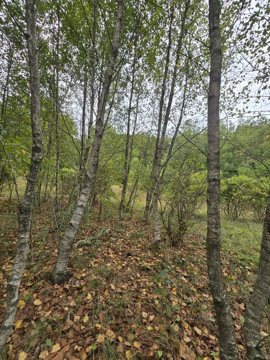 Betula populifolia (Gray Birch)