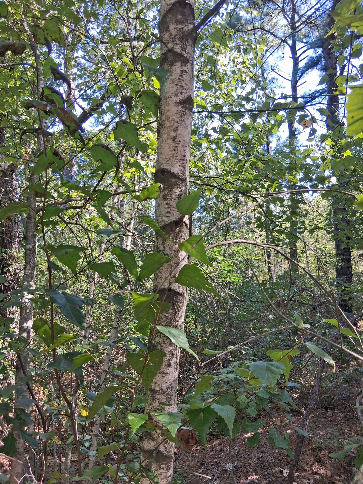 Betula populifolia (Gray Birch)