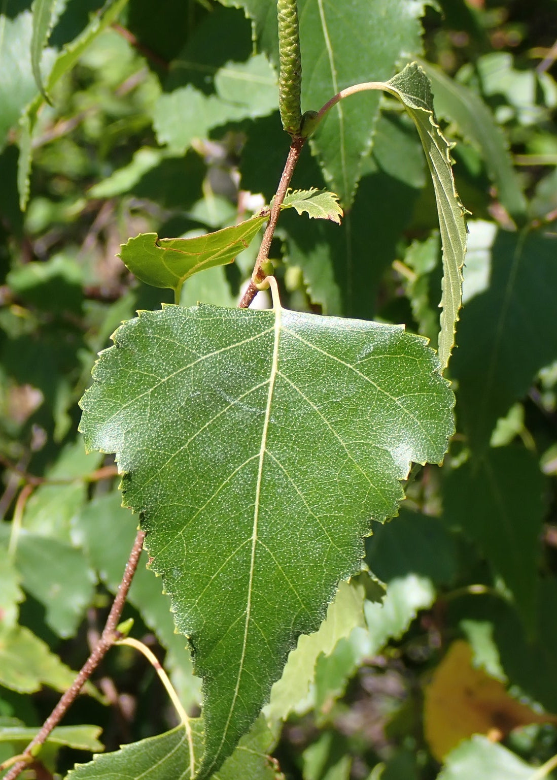 Betula populifolia (Gray Birch)