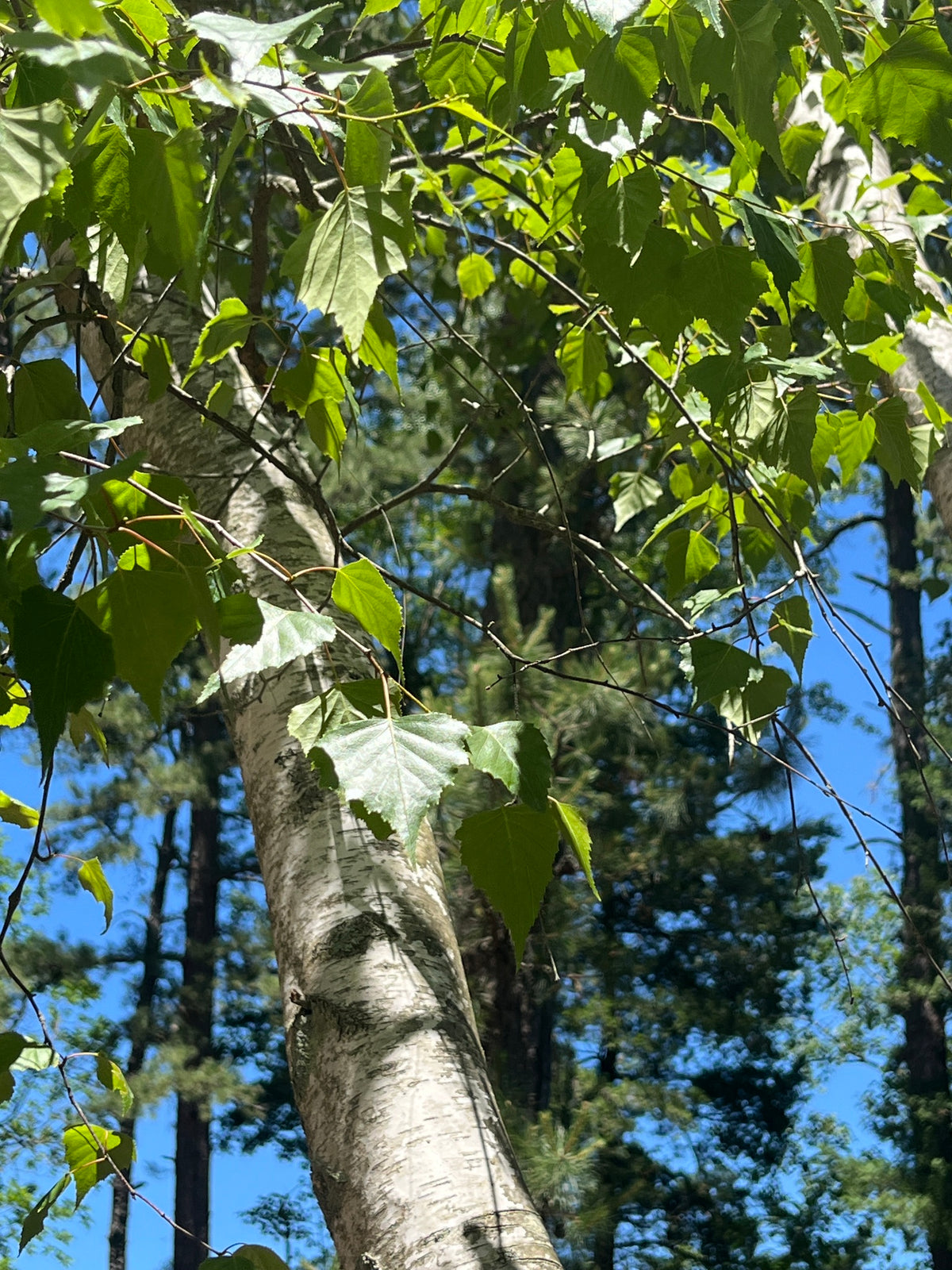 Betula populifolia (Gray Birch)