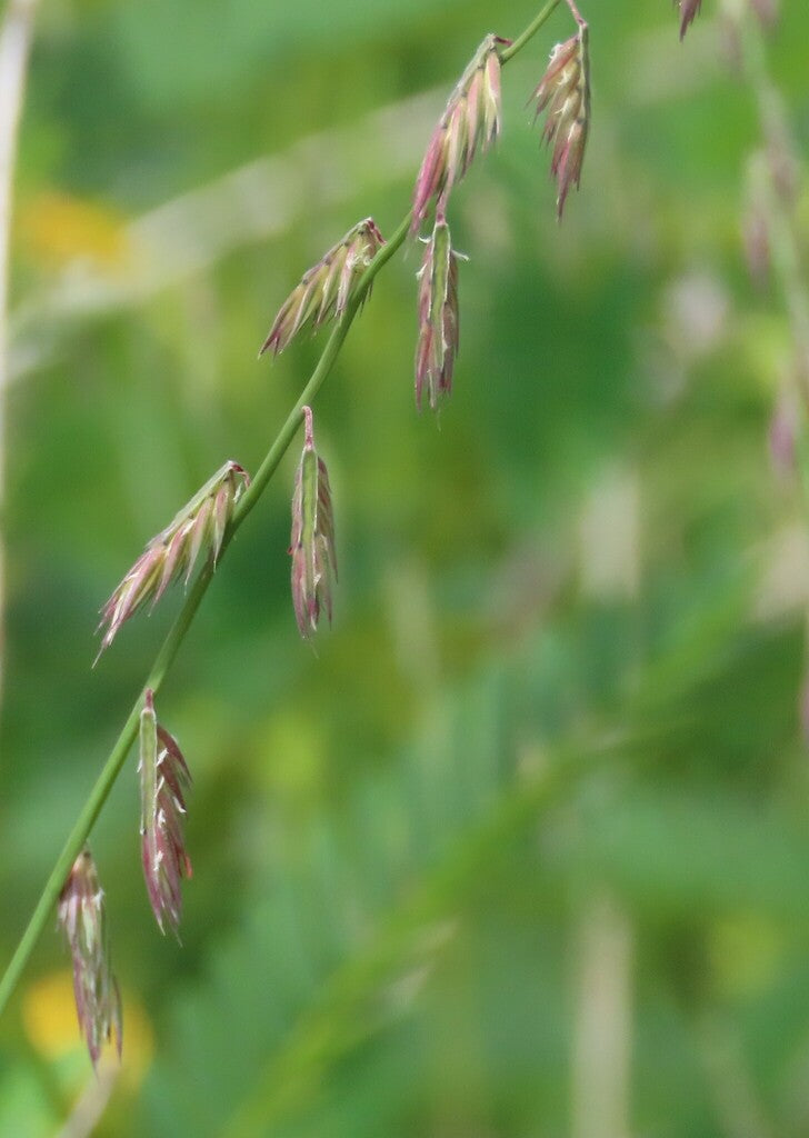 Bouteloua curtipendula (Sideaots Grama)