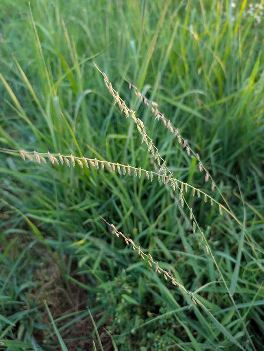 Bouteloua curtipendula (Sideaots Grama)