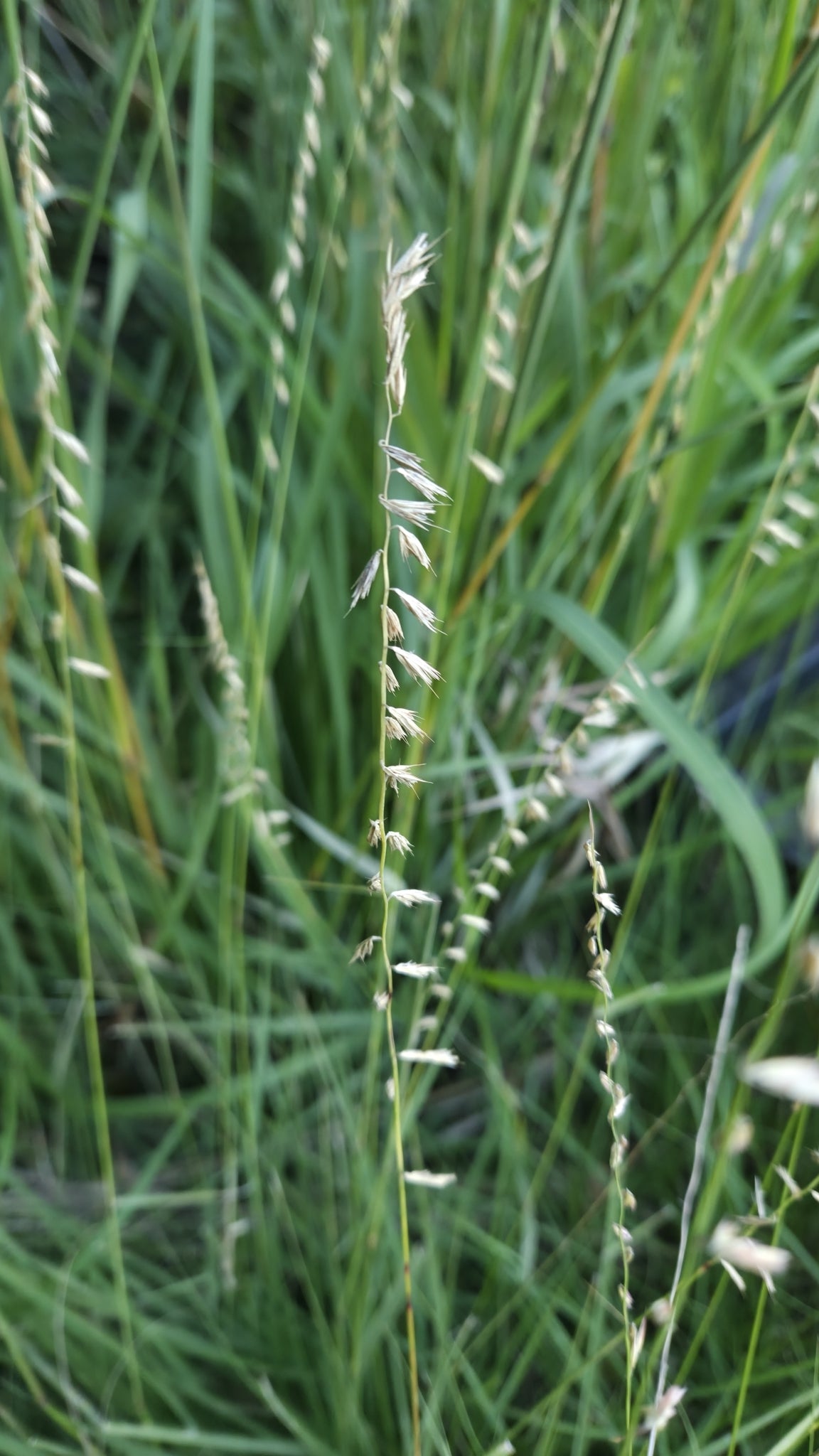 Bouteloua curtipendula (Sideaots Grama)