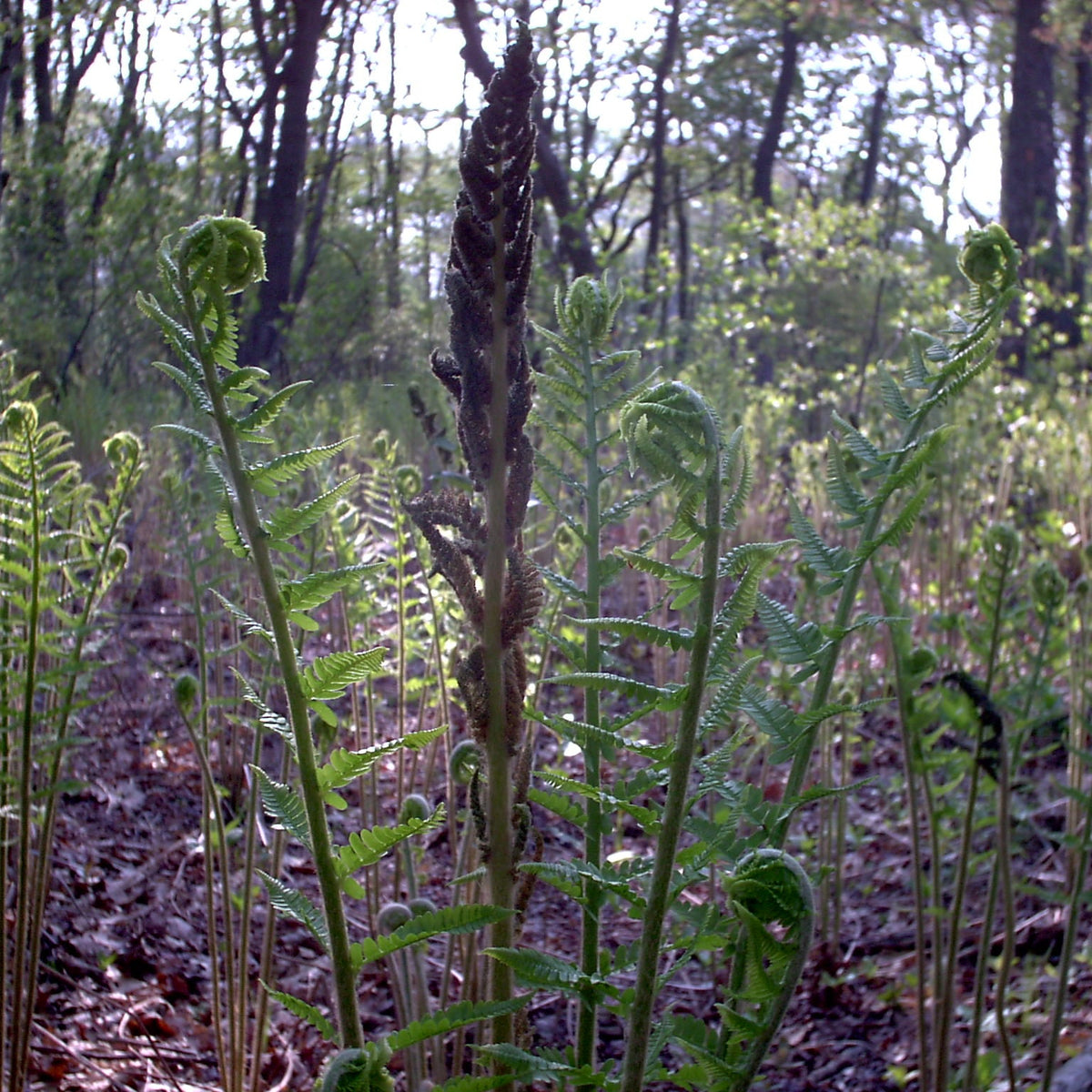 Osmunda cinnamomea (Cinnamon Fern)