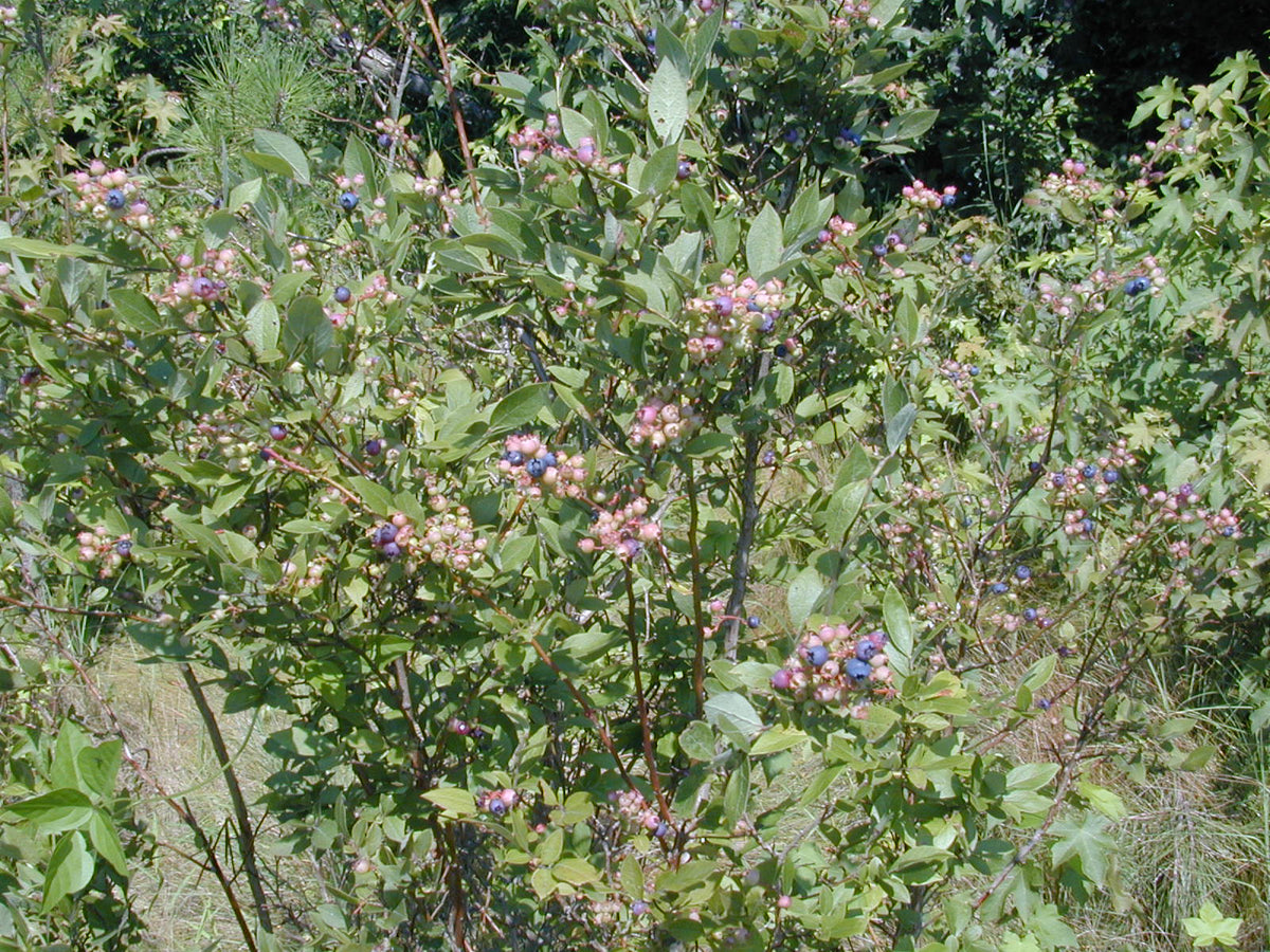 Vaccinium corymbosum (Highbush Blueberry)