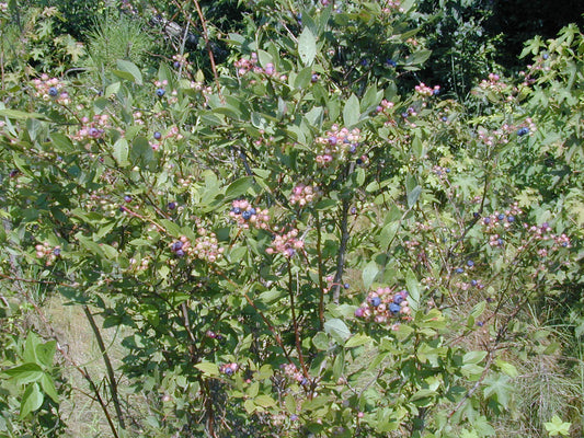 Vaccinium corymbosum (Highbush Blueberry)