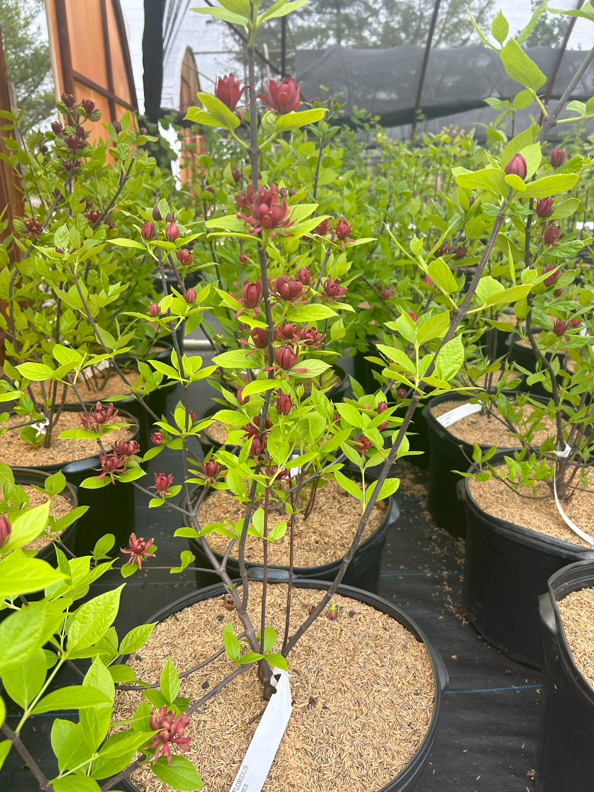 Calycanthus floridus (Carolina Allspice)
