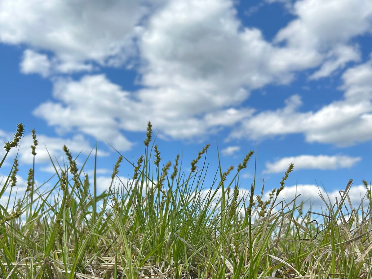 Carex stipata (Awl-Fruit Sedge)