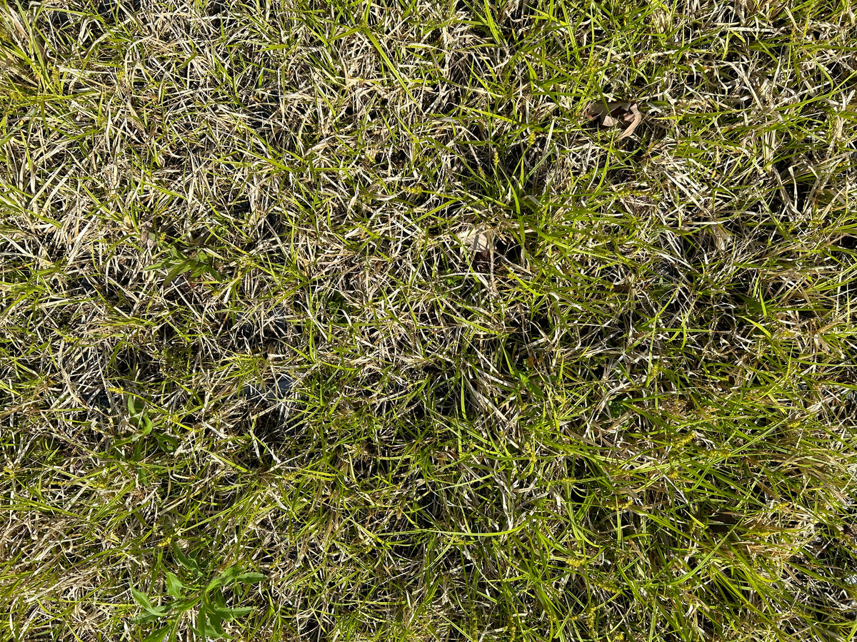 Carex stipata (Awl-Fruit Sedge)