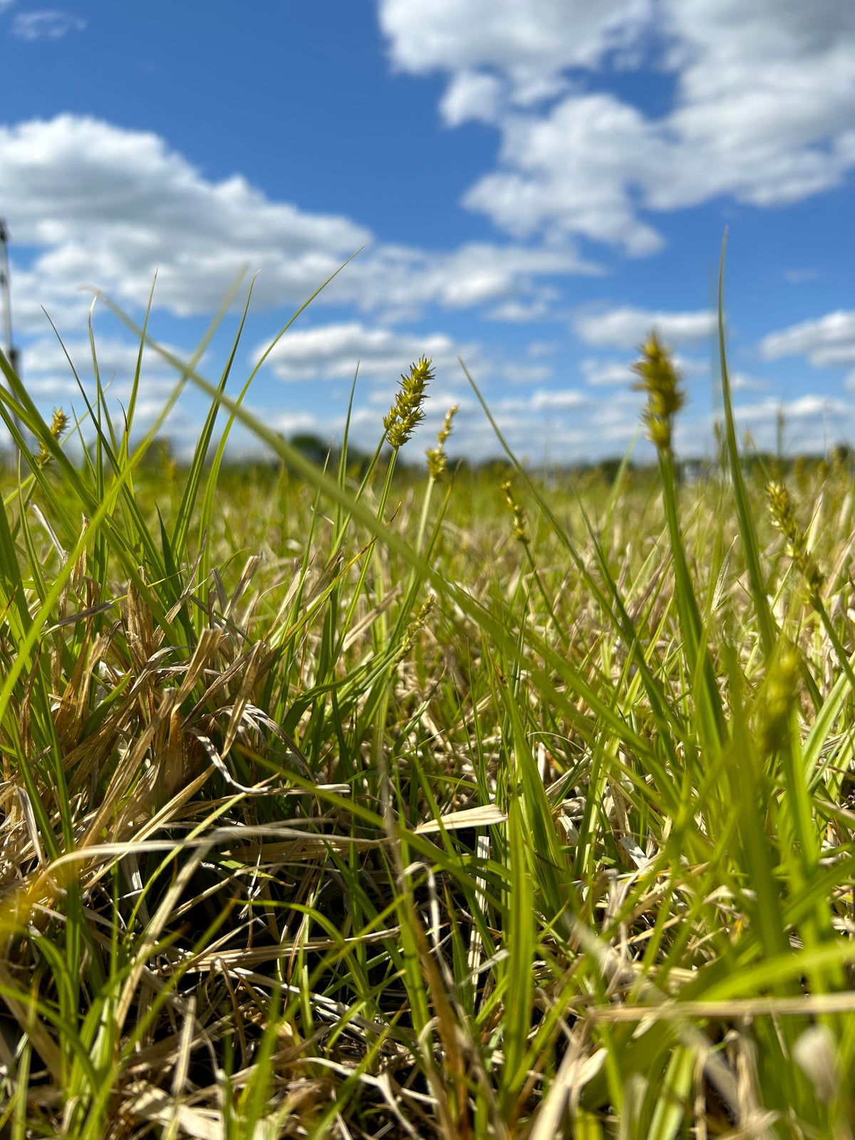 Carex stipata (Awl-Fruit Sedge)