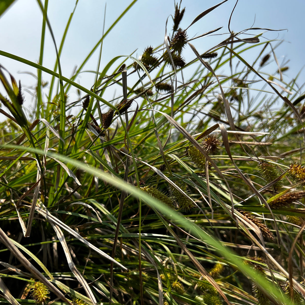 102: Wet Site Pollinator Meadow Mix