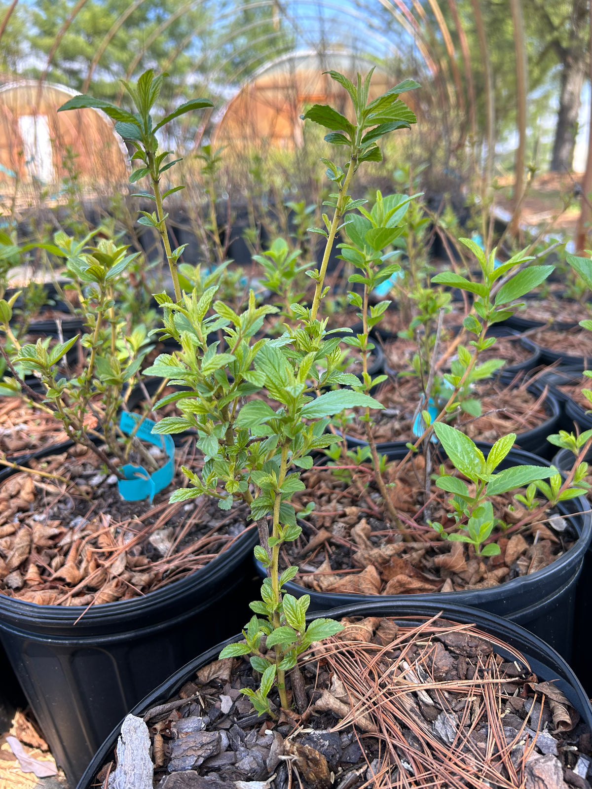 Ceanothus americanus (New Jersey Tea)