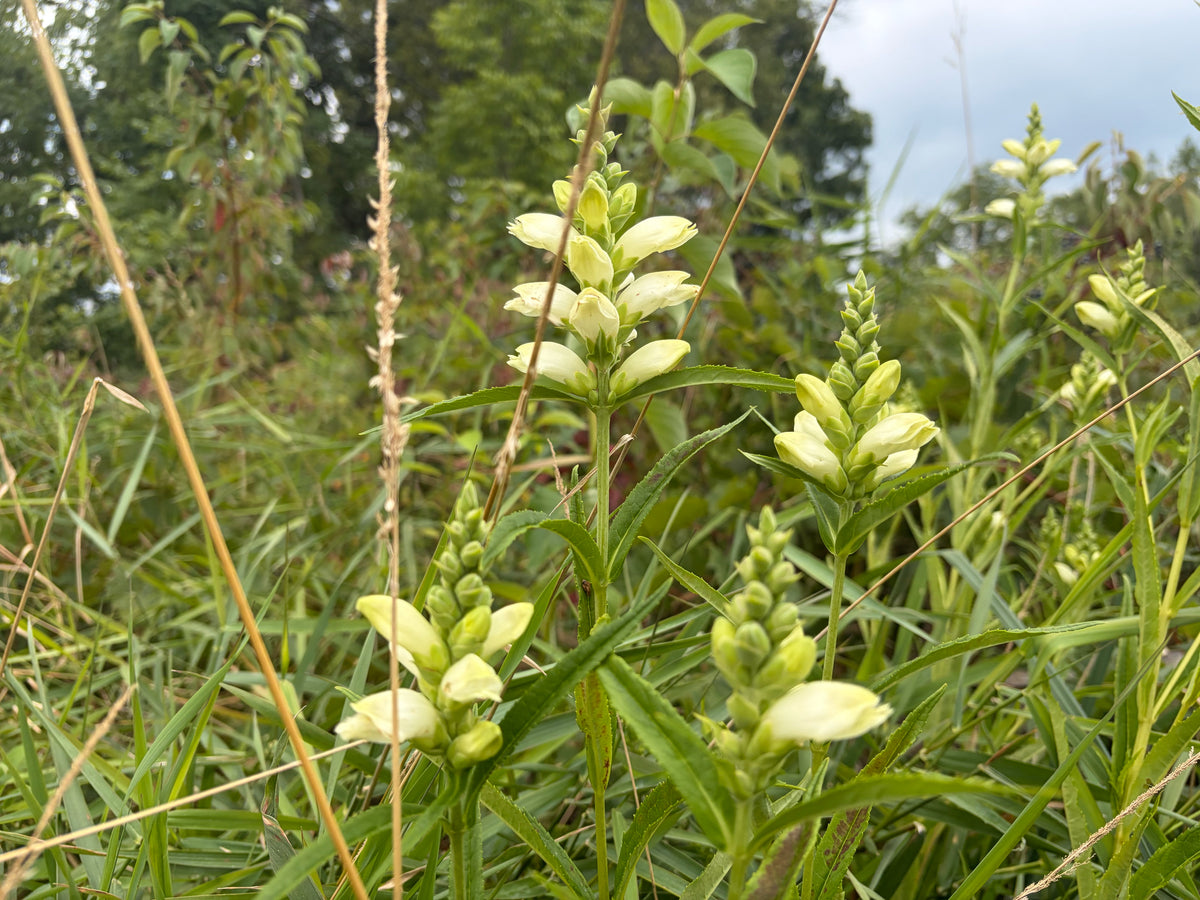Chelone glabra (Turtlehead)