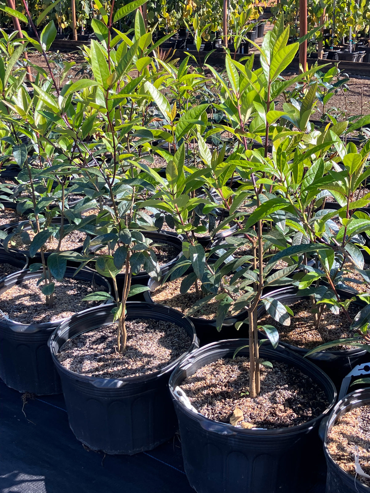 Chionanthus virginicus (Fringetree)