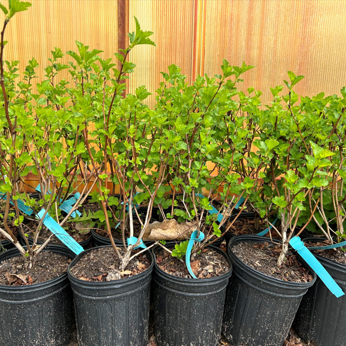Physocarpus opulifolius (Ninebark)