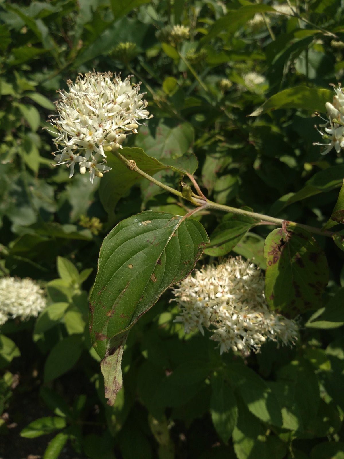 Cornus amomum (Silky Dogwood)