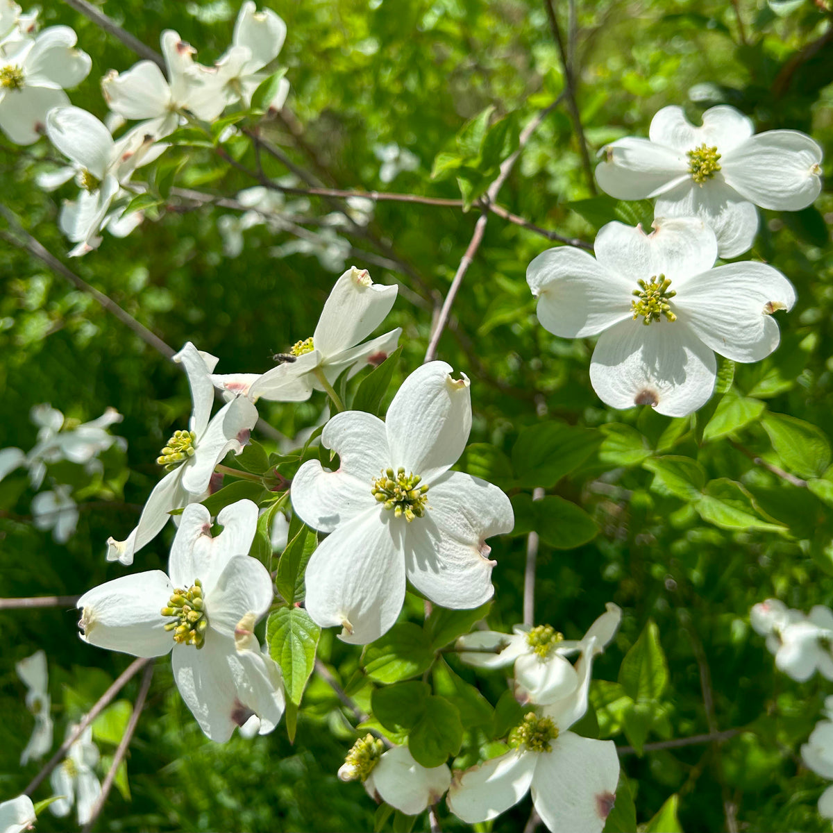 Cornus florida (Flowering Dogwood)